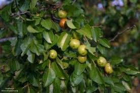 Image result for Sphedamnocarpus pruriens