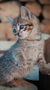 Pin By Eti K B On Animal S Cute Cats Kittens Cutest Cats