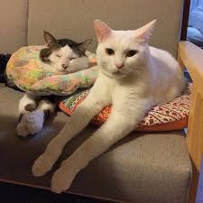 腕の長さ自慢してくる人 おこ ほら ハッチャンよりだいぶ長いんやで 八 Zzz Zzz 今日は いっぱい寝よ おやすみ 八おこめ ねこ部 Cat ねこ Cats And Kittens Cats Kittens