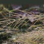 Image result for Arundinella nepalensis