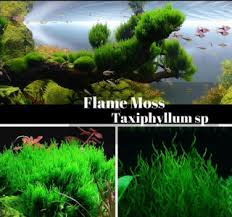 Image result for Thesium microphyllum