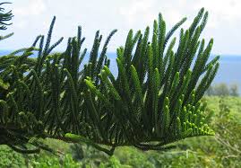 Image result for Araucaria columnaris