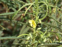 Image result for Chamaecrista