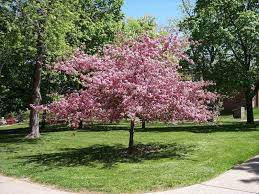 These benefits can be environmental in nature, as well as aesthetic and. Yoshino Cherry Tree Beautiful Pink Blooms 4 5 Ft Tall 18 50 Baumgarten Bluhende Baume Obstbaume