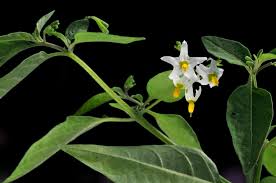 Image result for Solanum chenopodioides