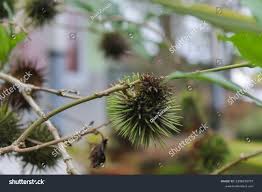 Image result for Achariaceae