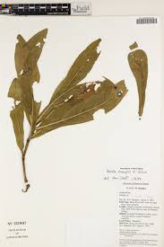 Image result for Pavetta crassipes