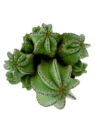 Image result for Euphorbia pfeilii