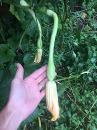 Check spelling or type a new query. Tromboncino Squash Home Garden Information Center
