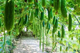 Für abwechslung in der küche sorgen sorten mit. Wie Man Zucchini Vertikal In Einem Kleinen Garten Zuchtet