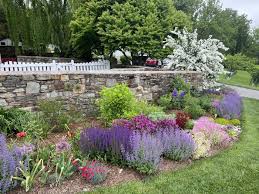 Image result for Salvia