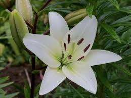 Check spelling or type a new query. Lily Flower Types Of Flowers Lily
