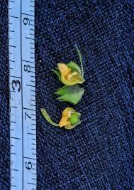 Image result for Alectra sessiliflora