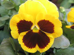 Pansy Flower Viola Tricolor Yellow Cultivar Pansies Flowers Yellow Flowers Names Viola Flower
