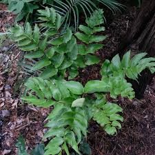 Image result for Triplophyllum fraternum