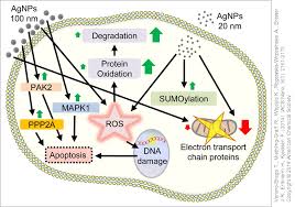 We did not find results for: Silver Wissensplattform Nanopartikel Info