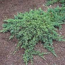 Juniperus Procumbens Nana Dwarf Japanese Garden Juniper Japanesegardendesign Japanese Garden Plants Japanese Garden Garden Shrubs