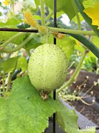One of the top reasons for cucumber and zucchini leaves turning yellow is a nutrient deficiency. Cucumber Trellis Ideas Tips Inspiration For Vegetable Gardens