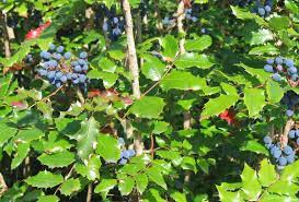 The leaves are 2 to 10 inches long with three to five leaflets on the stem. Mahonia Aquifolium Wikipedia