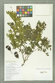 Image result for Tessmannia anomala