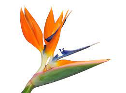 Check spelling or type a new query. Long Lasting Cut Flowers Archives Floral Gossip