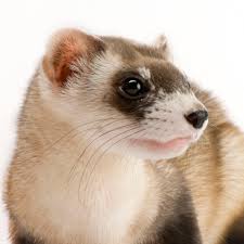 black footed ferret national geographic