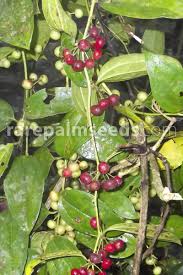Image result for Smilax