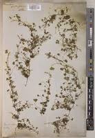 Image result for Marsilea burchellii