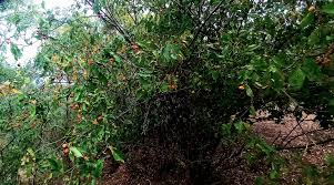 Image result for Grewia pachycalyx