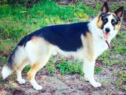 I have ten puppies for sale right now. German Shepherd Dog Gsd Alsatian Breed Info Images Videos Faqs