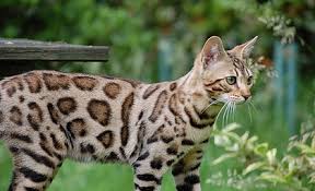 Characteristics, history, care tips, and helpful information for pet owners. Wild Beach Bengal Cat Breeder Bengal Cats For Sale Brown Spotted Bengal Kittens And More Bengal Cat Price Bengal Cat For Sale Bengal Kitten