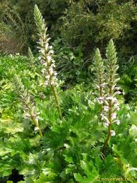 Image result for Barleria rhynchocarpa