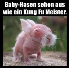Pin Von Crow Auf Lustig Baby Hasen Hasenbabies Lustige Tiermemes