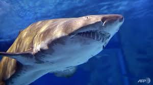 Timeline of fatal australian shark attacks in recent history: Hfta3yhorrii M