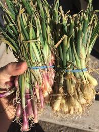 Easy To Grow Onions Create Perfect Flavor For Butternut Squash Soup
