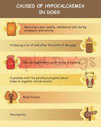 How To Prevent Eclampsia In Dogs? - Cupid Dogs