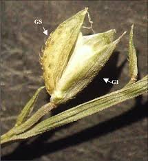 Image result for Pseudechinolaena