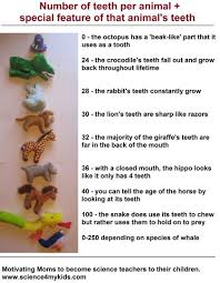 Counting Animal Teeth And Practicing Number Recognition Science Projects For Preschoolers Animal Teeth Dental Care For Kids