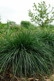 Image result for Deschampsia