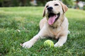 9,295 Yellow Lab Stock Photos, Pictures & Royalty-Free Images - iStock