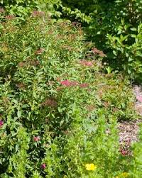 Image result for Spiraea x bumalda ´Crispa