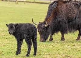 Image result for yak