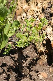 Image result for Basananthe sandersonii