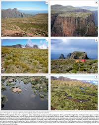 Image result for Styppeiochloa gynoglossa