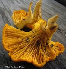 Check spelling or type a new query. 9 Foraging In Florida Ideas Edible Plants Wild Edibles Foraging