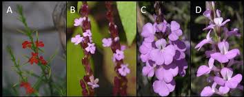 Image result for Striga aspera