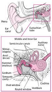 If you are 60 or older, you are more prone to having your ear crystals dislodge. Introduction To Inner Ear Disorders Ear Nose And Throat Disorders Msd Manual Professional Edition