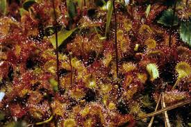 Image result for Droseraceae