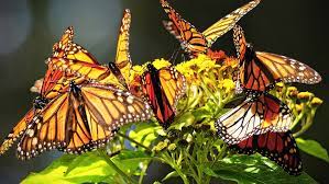 Santuario La Mesa Mariposa Monarca Pueblos Magicos De Mexico