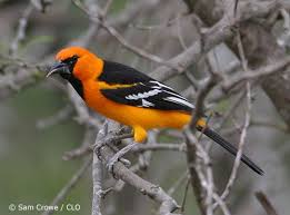 Black Bird With Orange Head All About Birds A Texas Valley Birding Hotspot Backyard Birds Pet Birds Bird